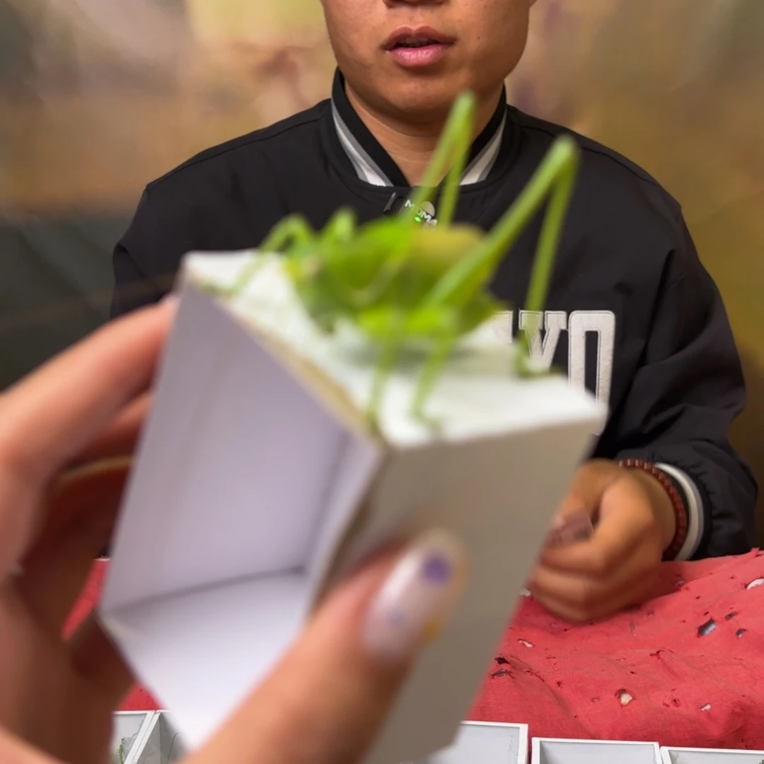 闲***叔蝈蝈蝈蝈福福价格