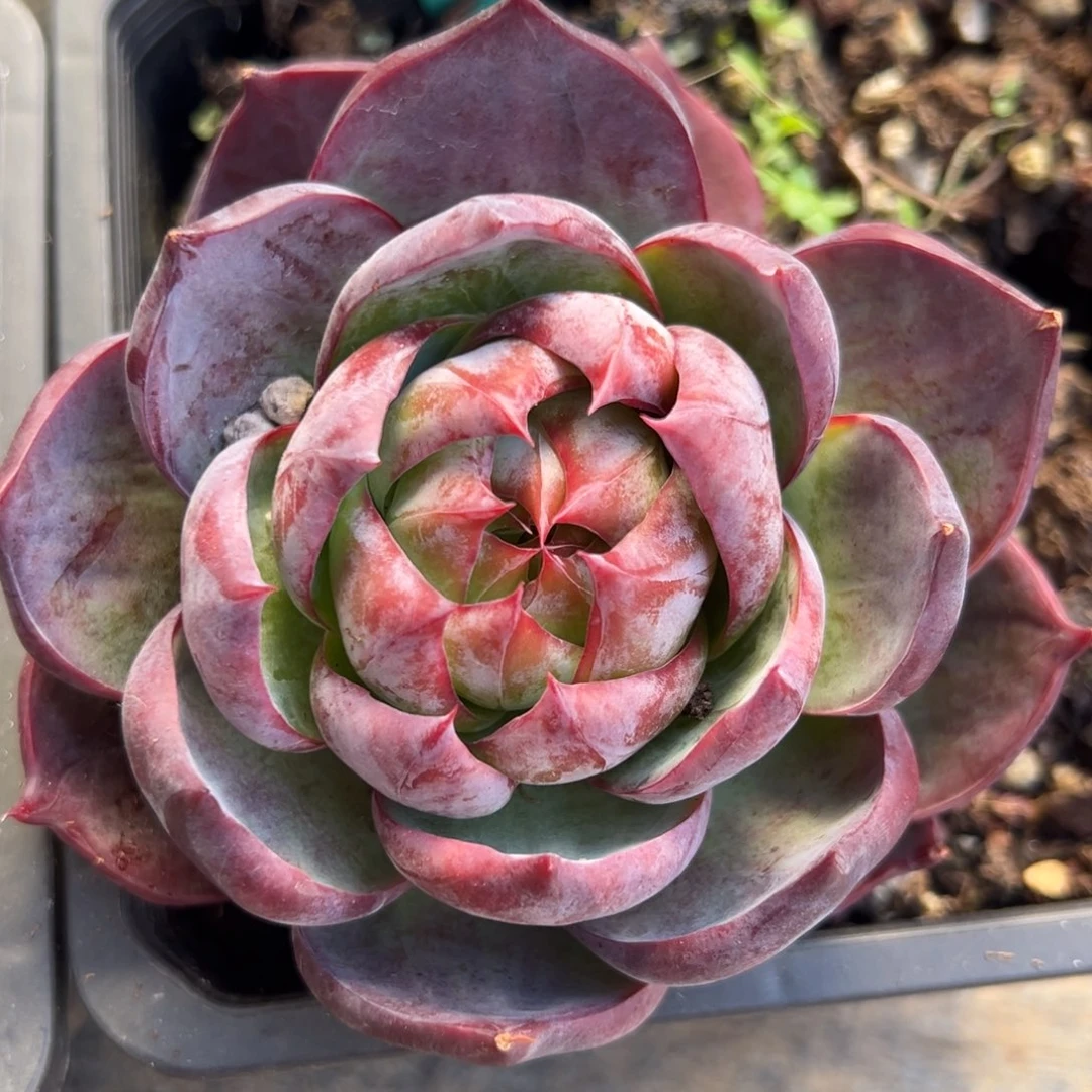 从前慢多肉精选编号0903.41