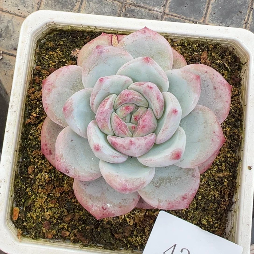 1****64348肉肉肉肉肉肉肉