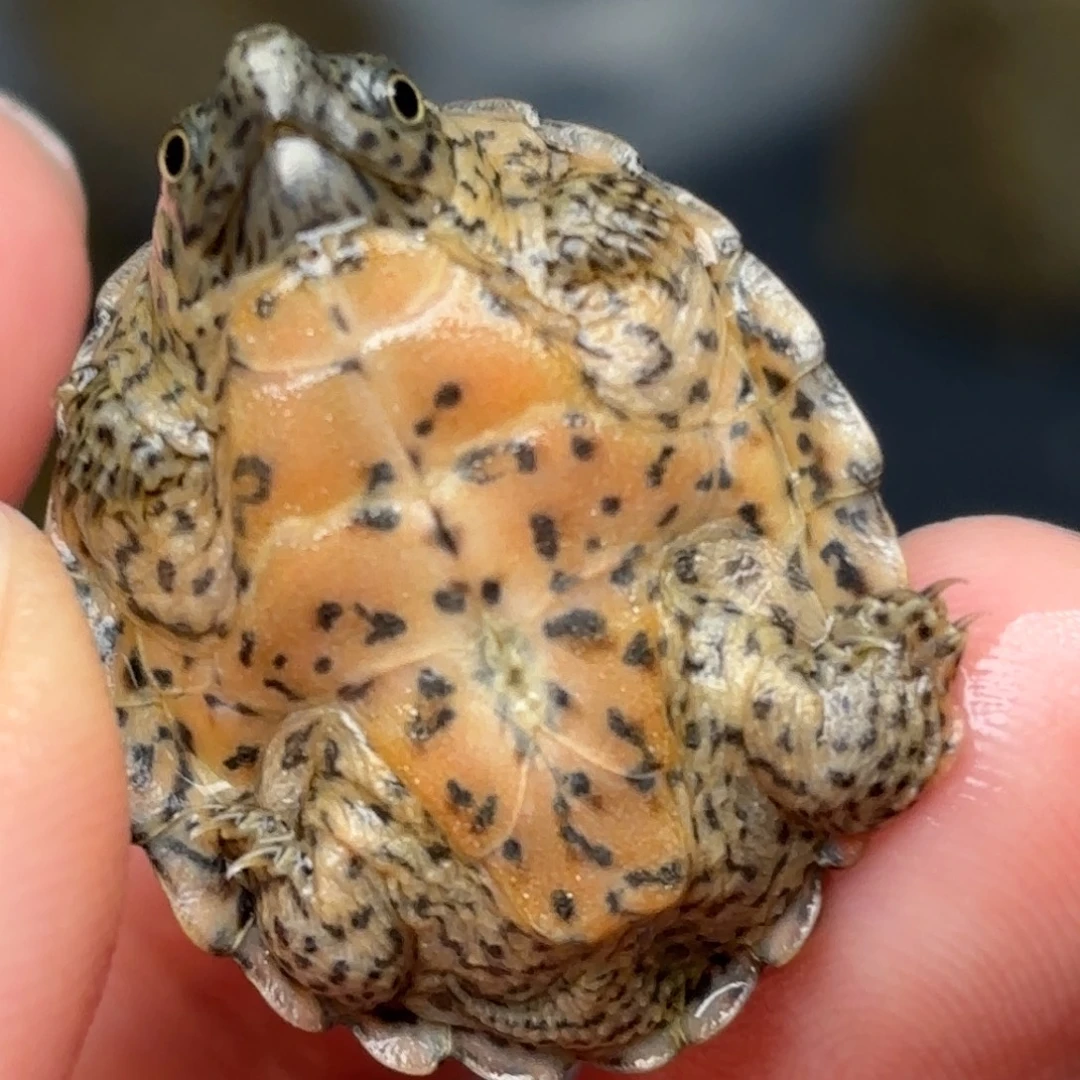 不分公母剃刀龟全品鼎级双满纹粗纹黑刀