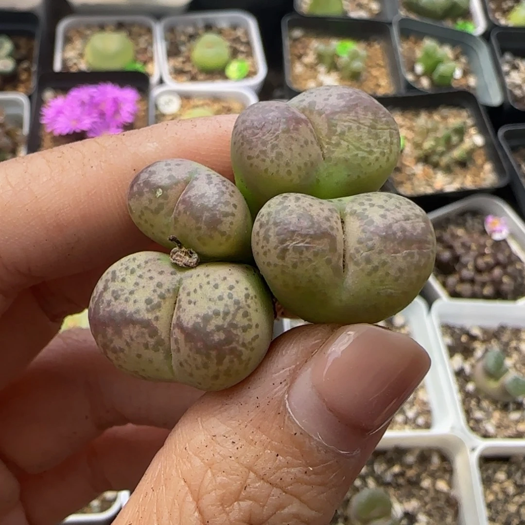 杂交（瑕疵）多肉植物445