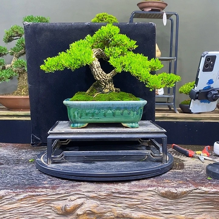 无花朵黄杨盆景四季常青