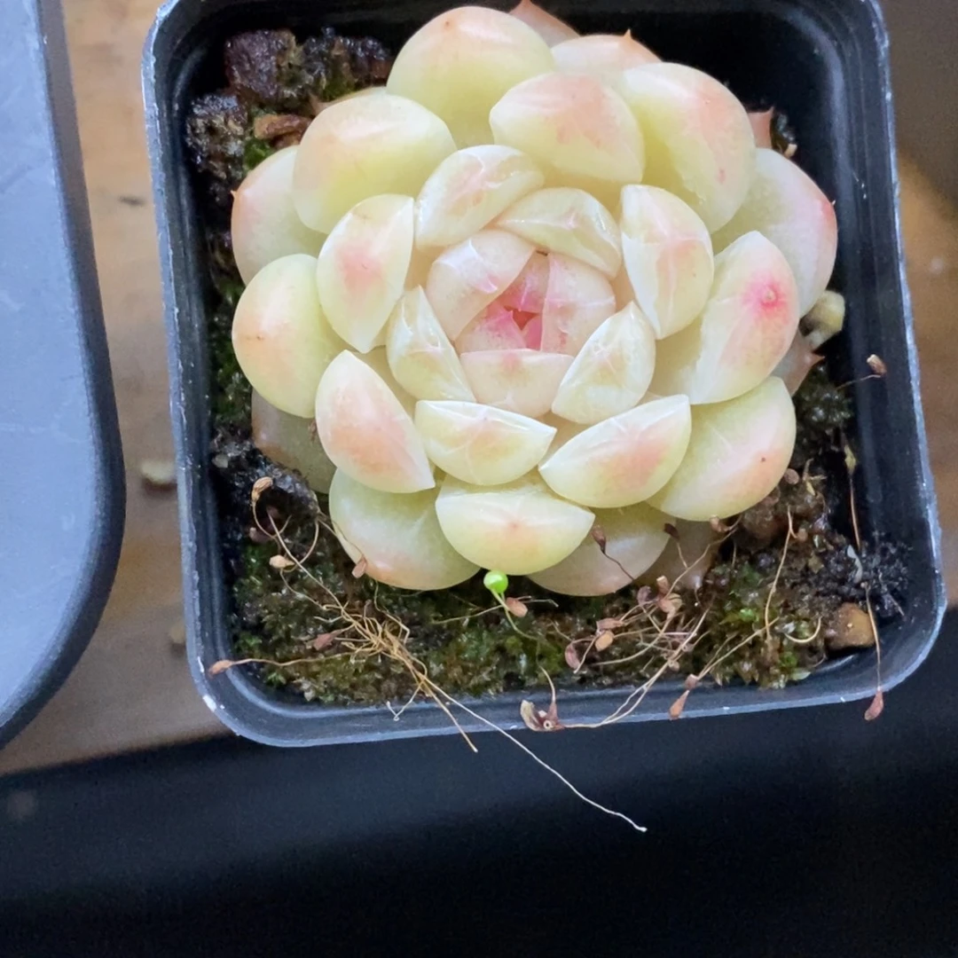 精品多肉一物一拍不包整315