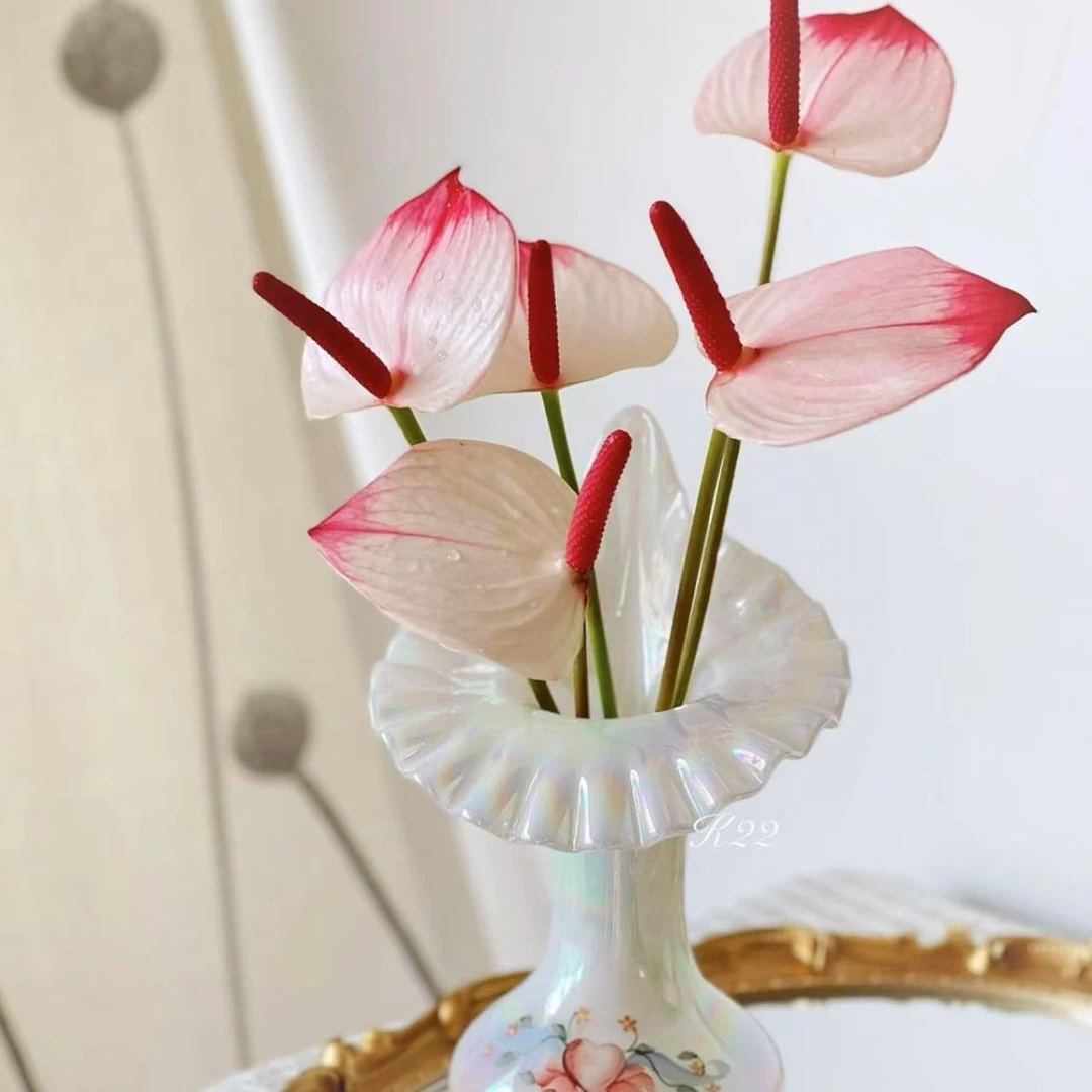 【李先生】粉掌 （红唇） 室内高档观赏盆栽 （微损）