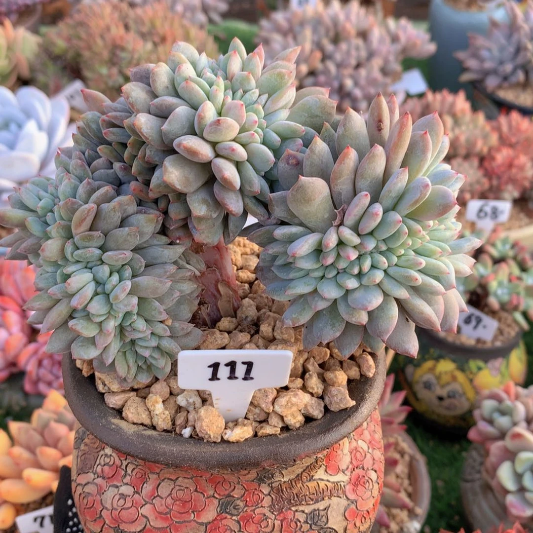 星影树缀14公分一物一拍