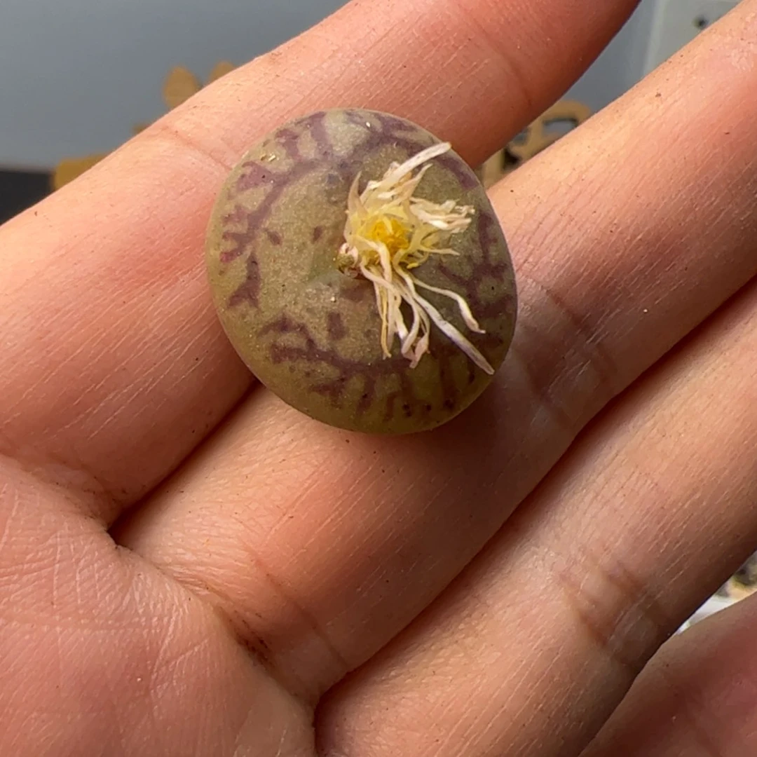 【闪购商品】00000002