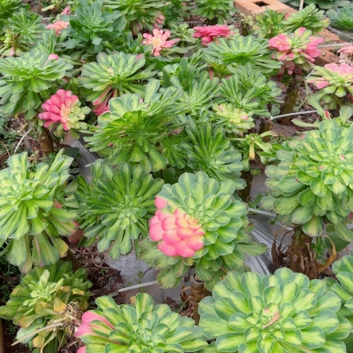 二号棚嫁接木上掰下来知否