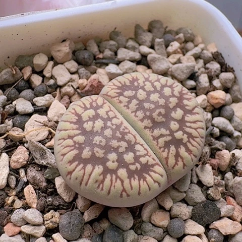 2170C54SS脱土发货