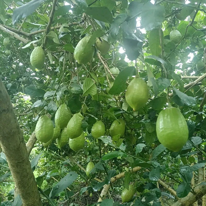 【广东香水】二级果无籽青柠新鲜水果现摘现发奶茶店爆打鲜柠檬