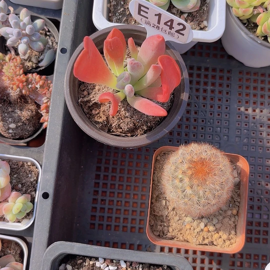 E142火狐狸一物一拍