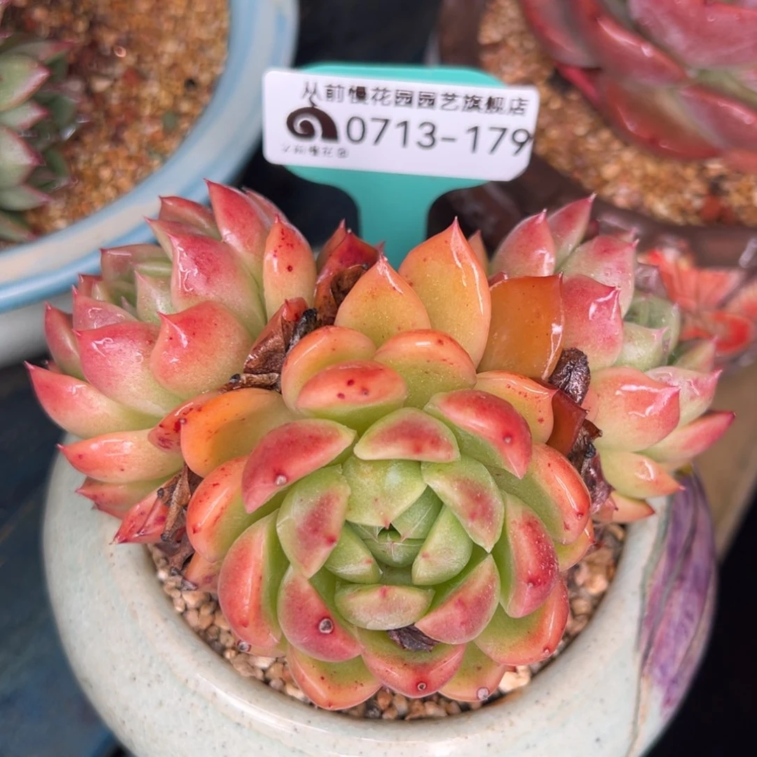 从前慢多肉精选编号0713.179