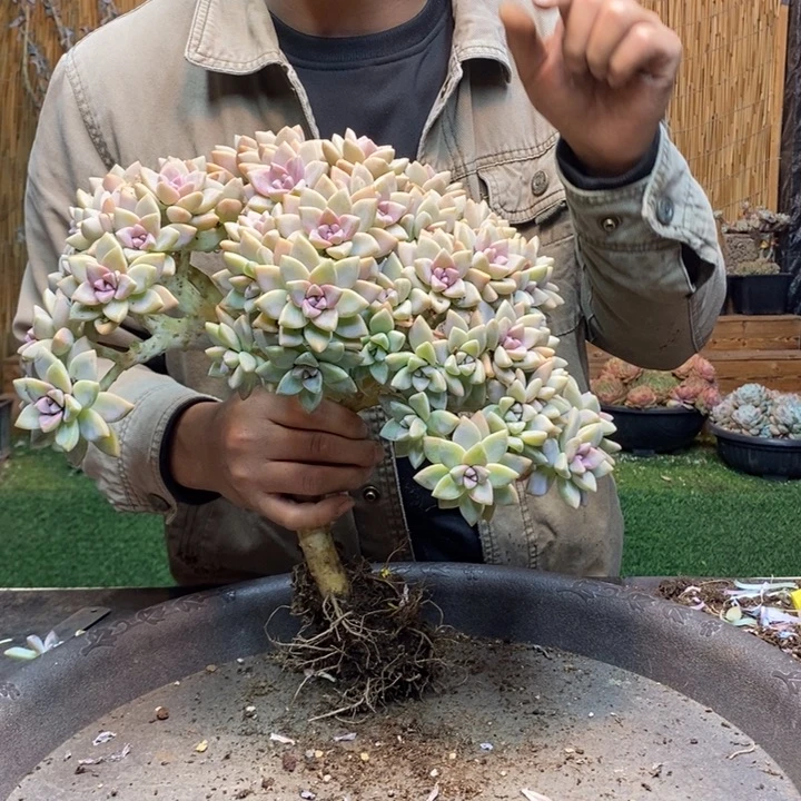 3***某121 号淡雪多肉植物