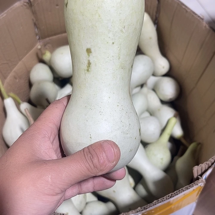 大果紫檀（缅甸花梨）張*