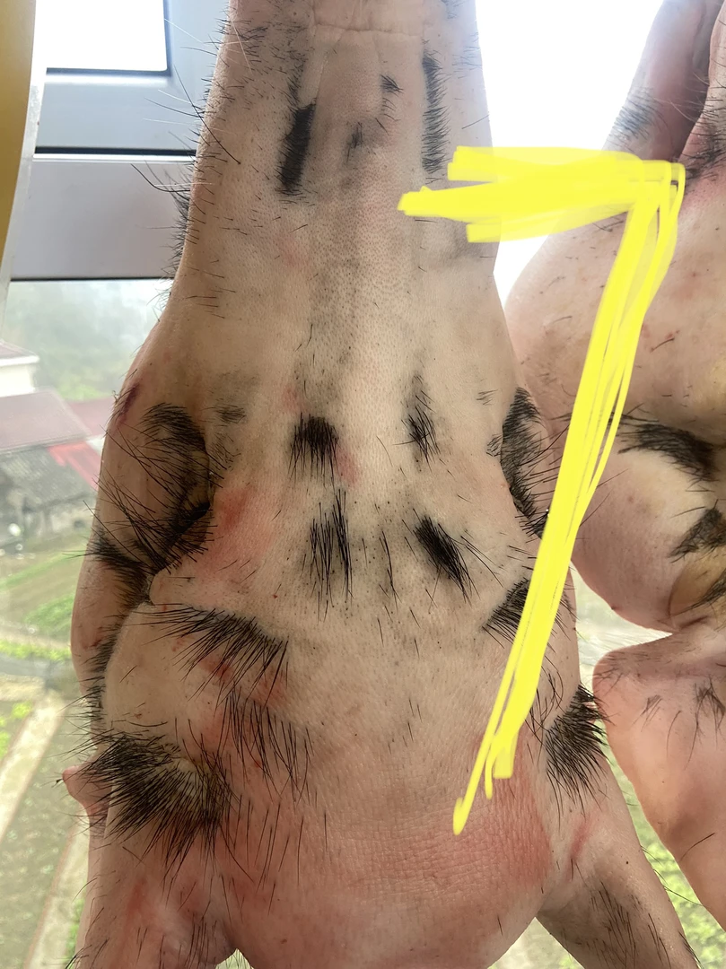 【猪头】恩施高山农户熟食喂养土猪肉，现称链接