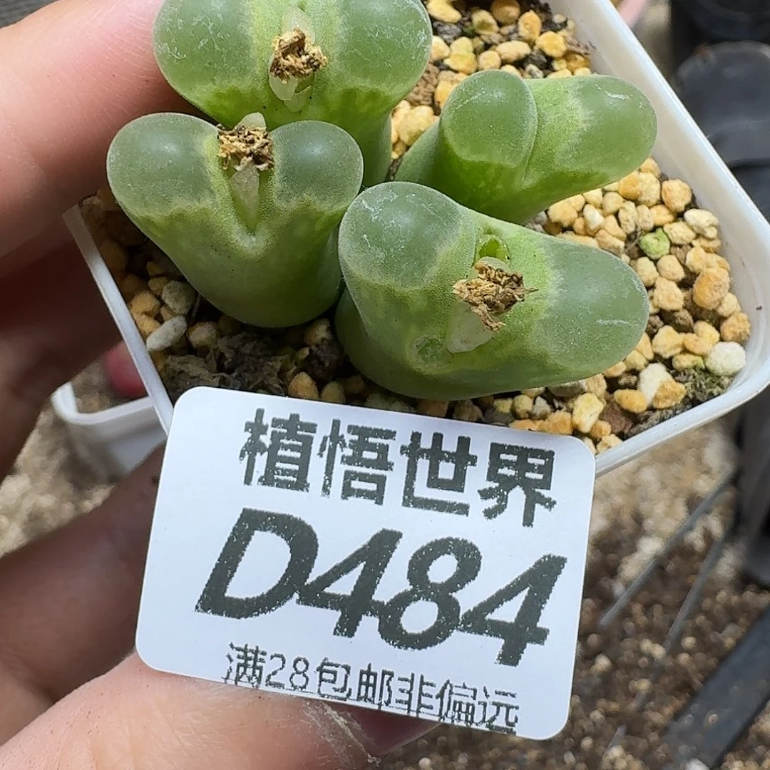 多肉植物的润泽fvb