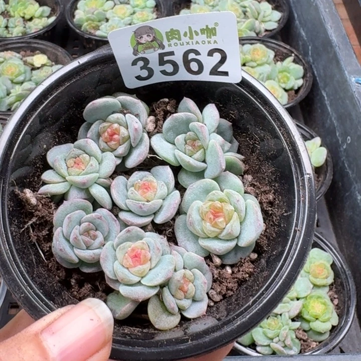多肉植物多肉植物