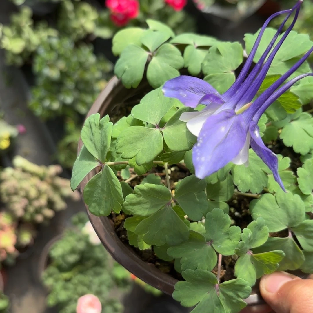 漏斗花新疆包邮一单