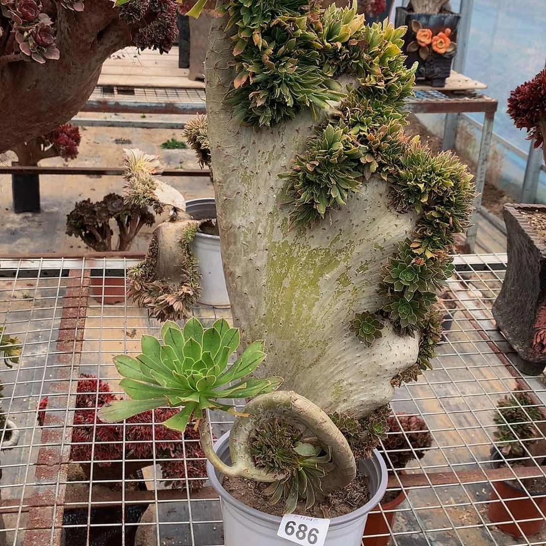 川**犇686原始绿海马微瑕