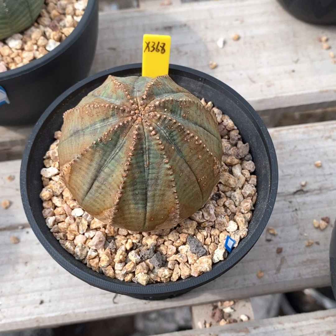 18欧系实生布纹球一物一拍