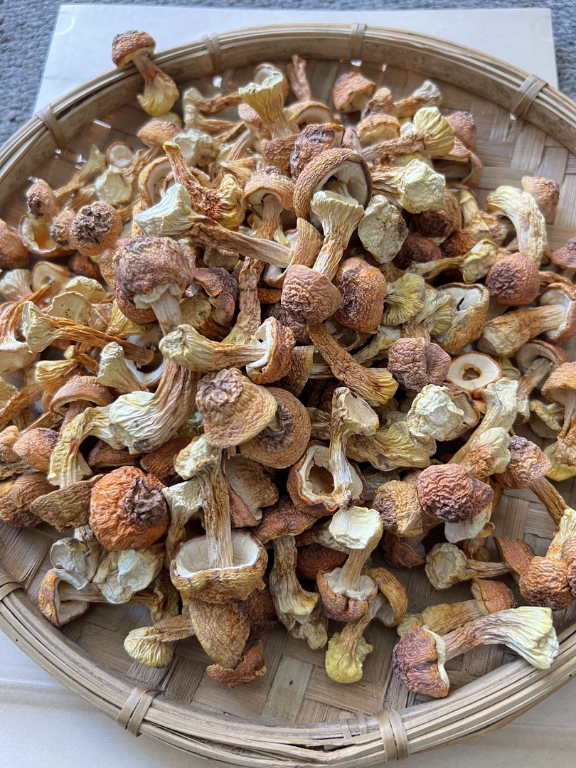 （孙闻甄选姬）松茸可炖汤