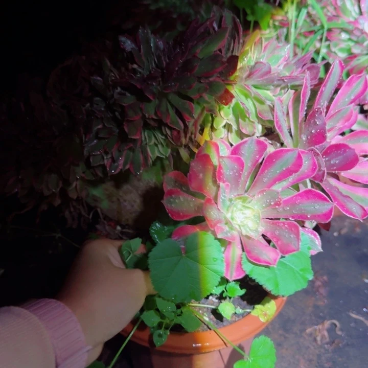 721 缀化多肉植物28包邮