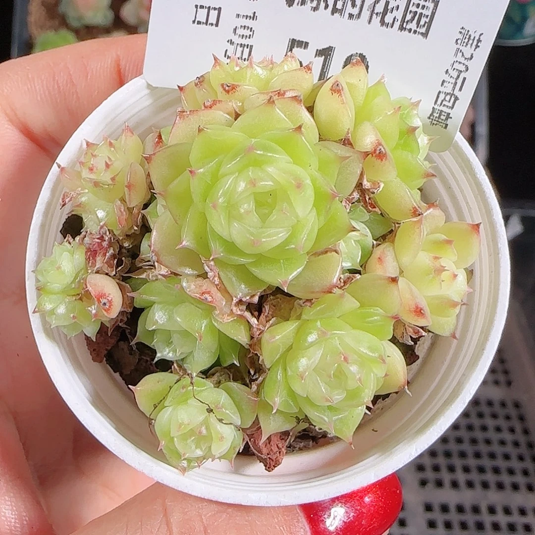 1025-519优选麦秆不包整