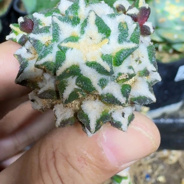 无花朵苗接黑牡丹248