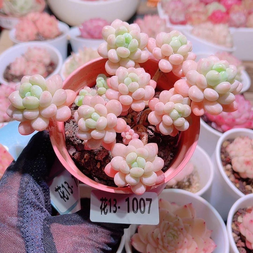 花利美13-1007洛可可