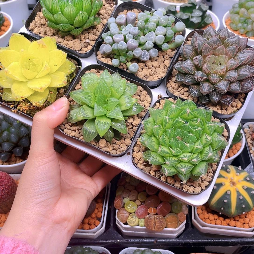 玉露六件套多肉，原盆