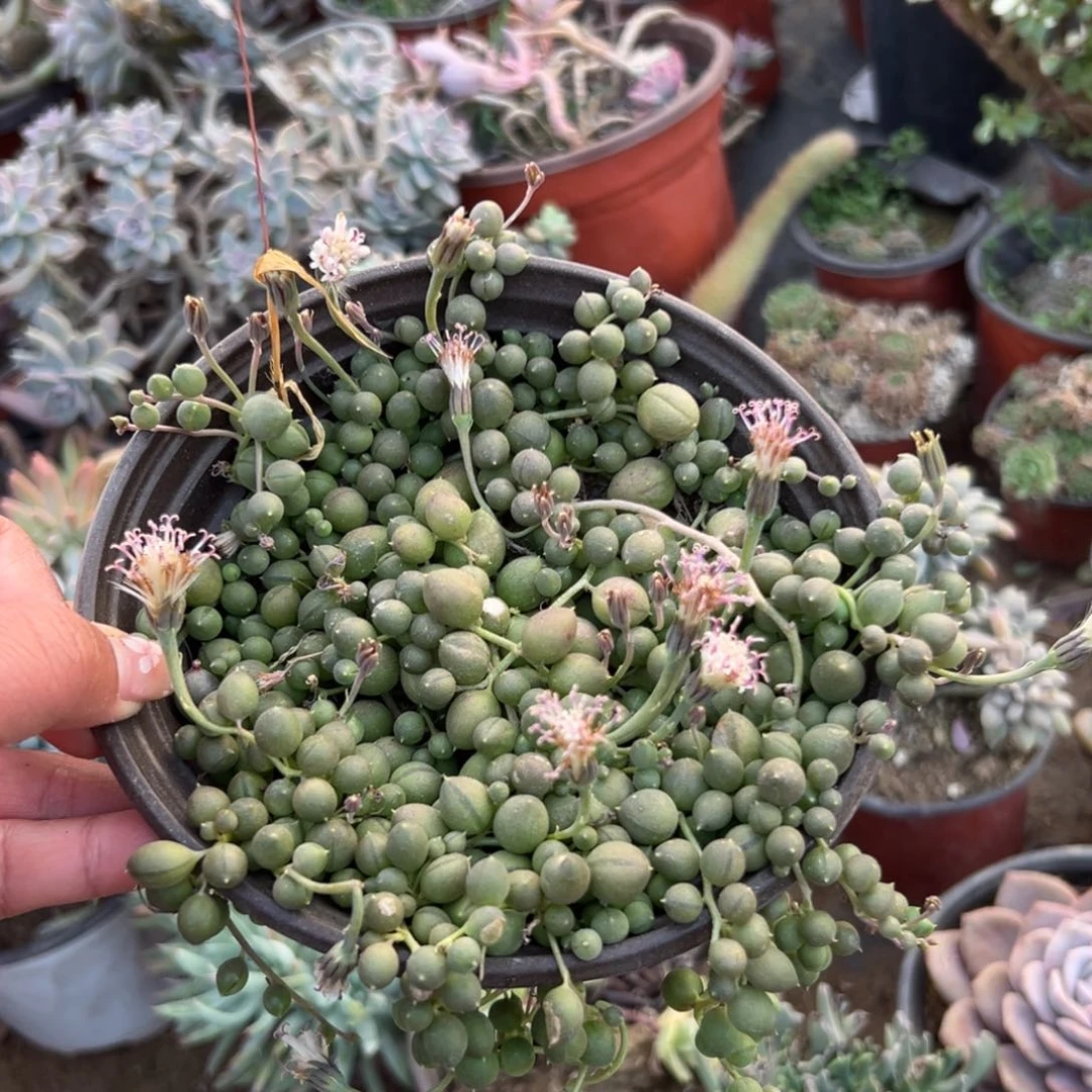 多肉植物多肉植物