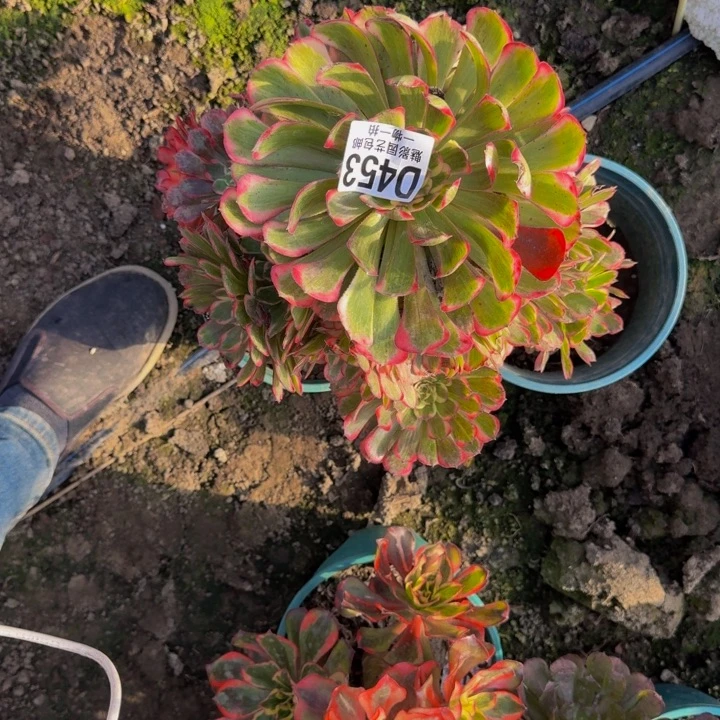 霁月花25-48包邮花花