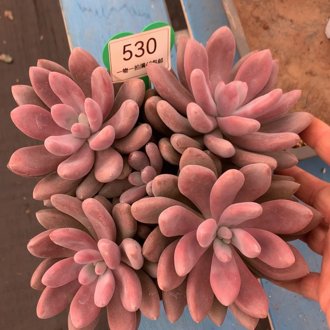 原始虞美人老桩一物一拍