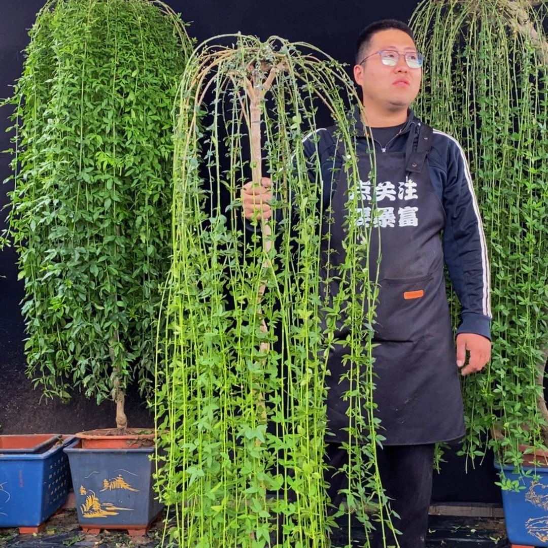 落叶期，落叶期，一物一拍，
