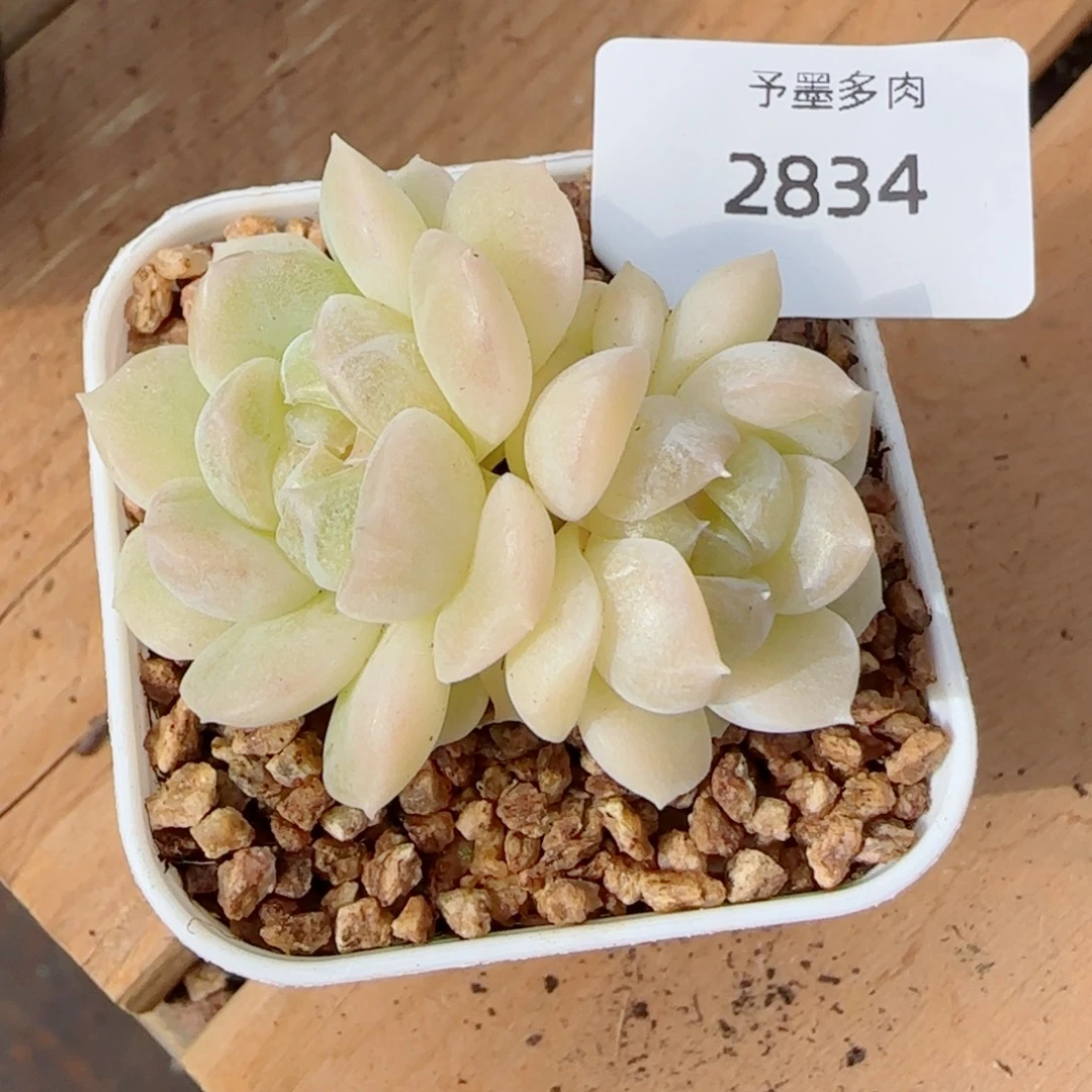 白体珍妮，2834多肉植物