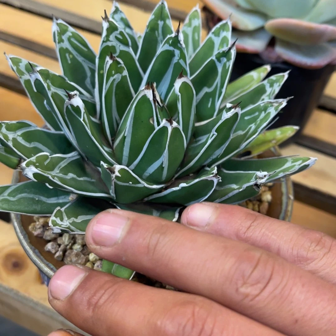 *️****377373373838