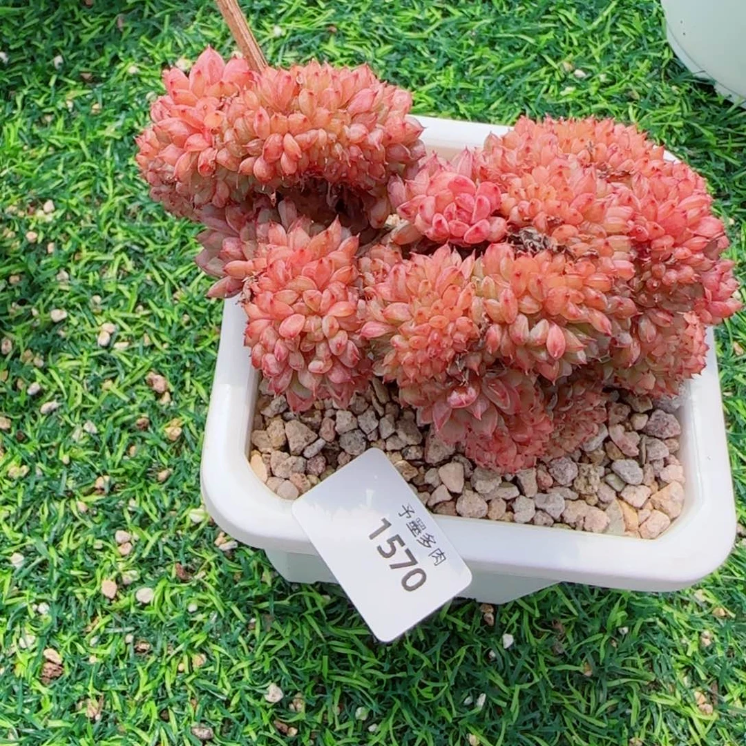 白胖子，1570多肉植物