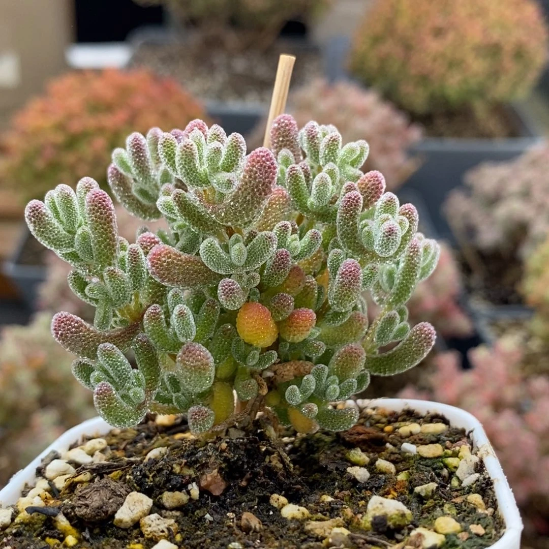 优选冰晶5260枝干番杏