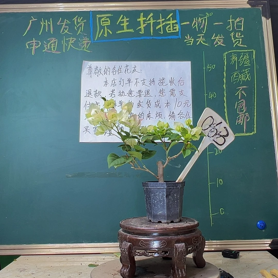 当前无花栽培后可以开花绿樱 大宝063