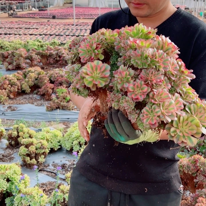 大颗红袖醉话39号多肉法师