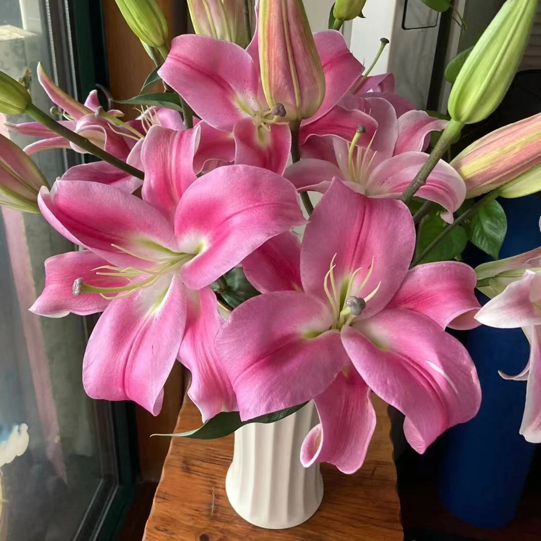 【云上花卉】罗宾香水百合 任意2单鲜花升级快递 发货后不支持退款