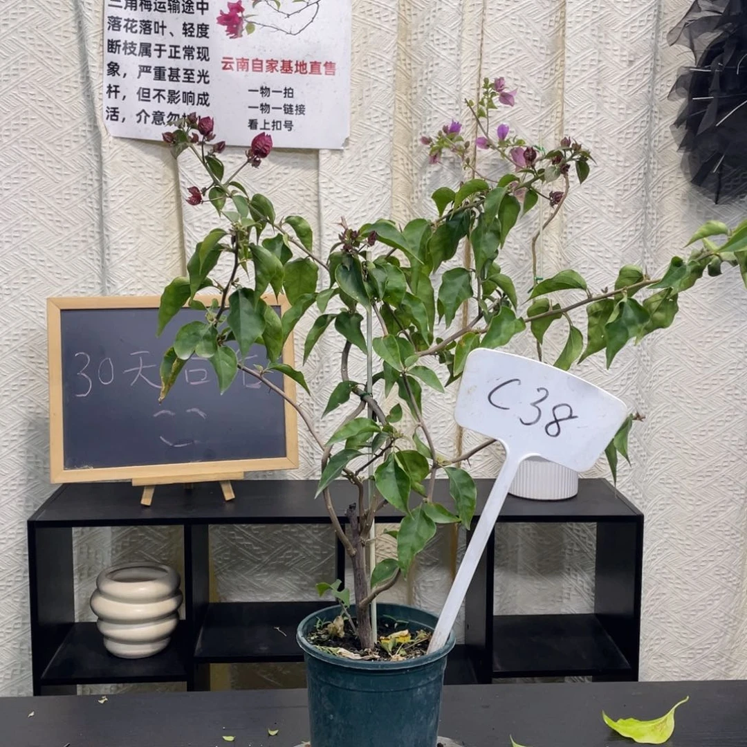 幸***乐全部花朵倾城一盆C38