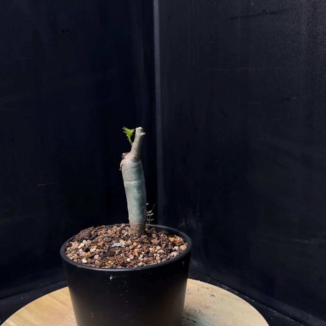 芳香裂榄开播福利