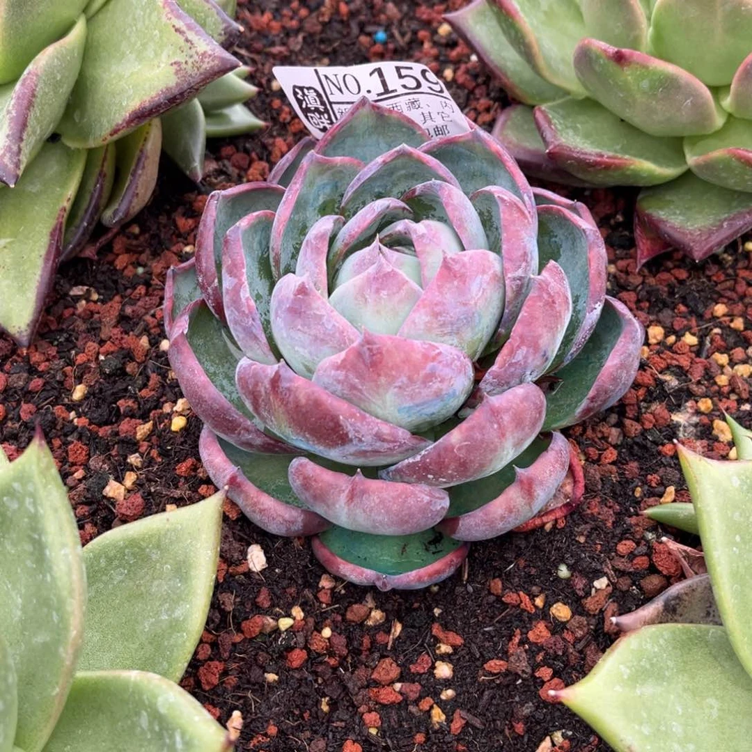 孟***了159…………………………惊鸿仙子