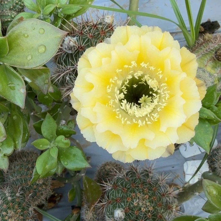 彩草仙人球仙人掌192