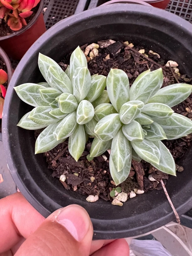 【陨石 满足九块九包邮】阳台办公室盆栽多肉植物（星花怒放）