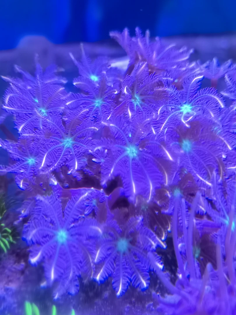 手星花五个花头海缸观赏海水草景观造景