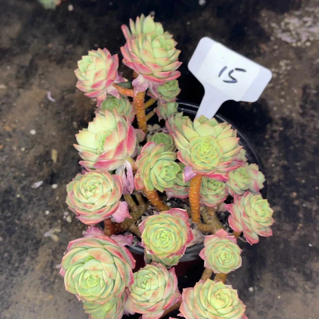 15 一物一拍 精品