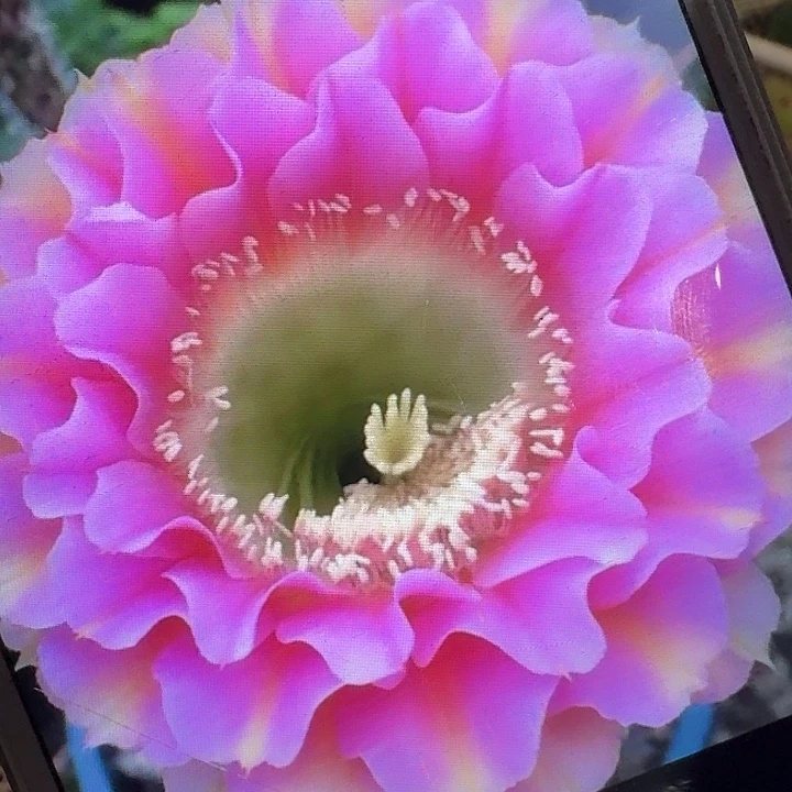 彼岸侧芽4公分彩草20包邮