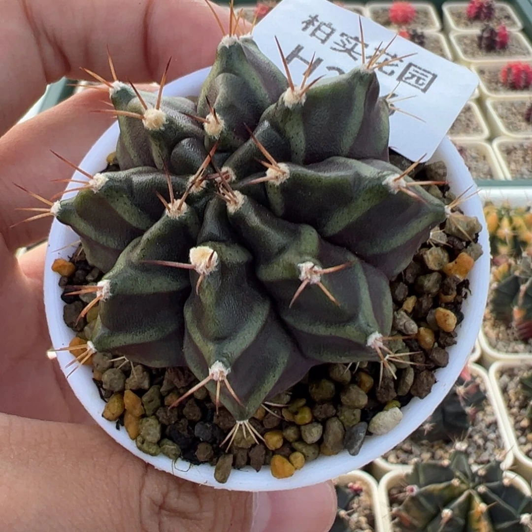 287 好看的米哈冲冲冲