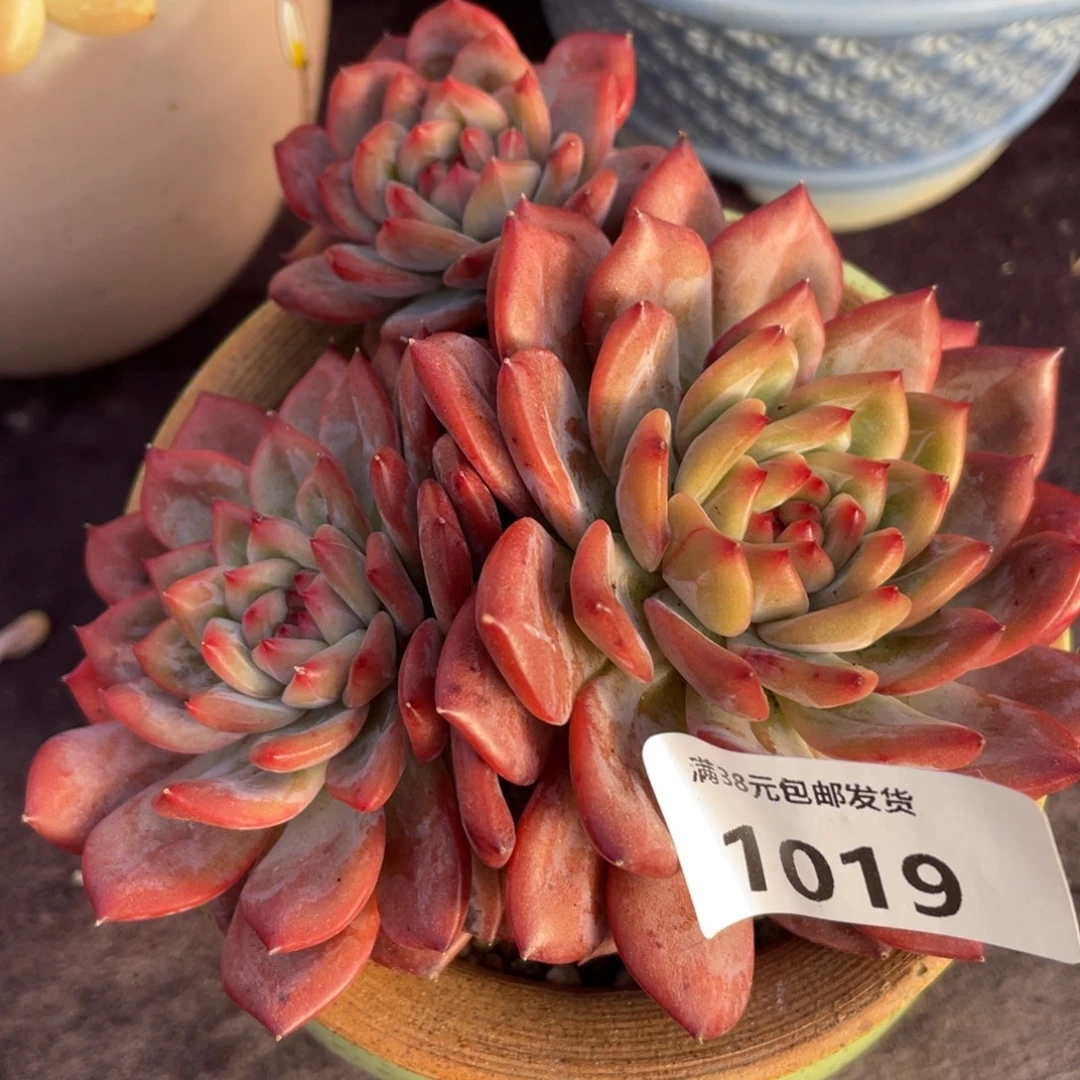 1019混血儿满 38包邮多肉植物
